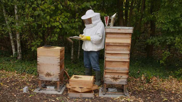 Beehives at Hawkseye in Lewes Delaware